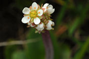 Saxifrage, Grassland