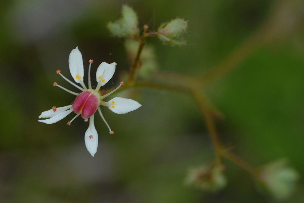 Rusty Saxifrage