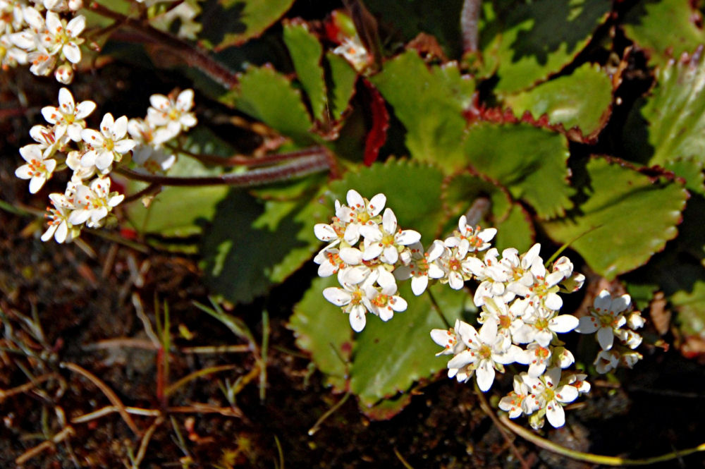 Western Saxifrage