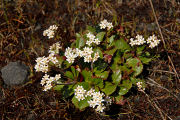 Saxifrage, Western