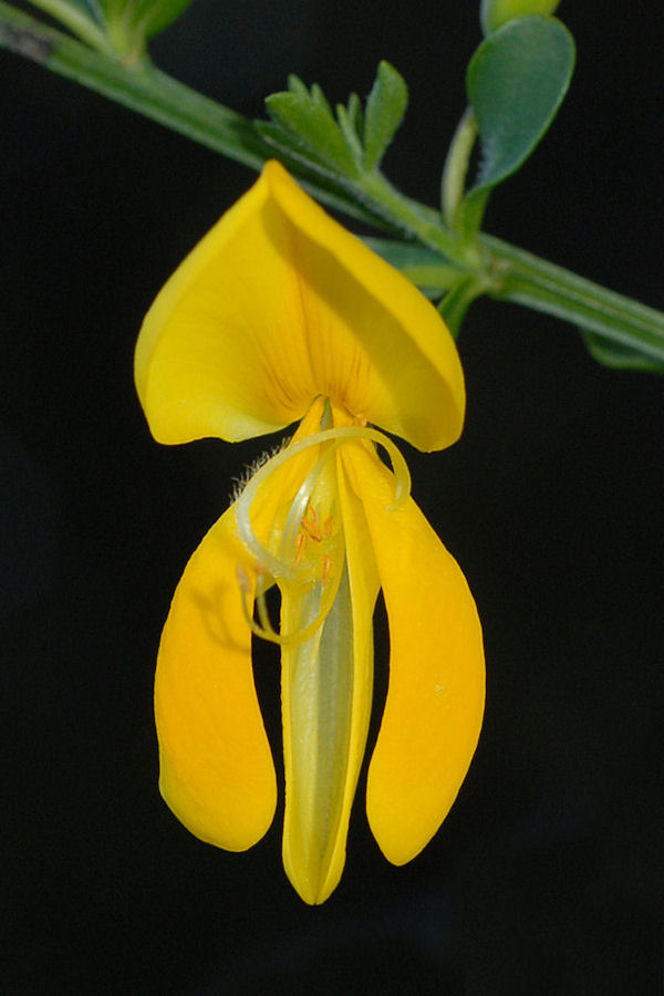 Scotch Broom Blossom