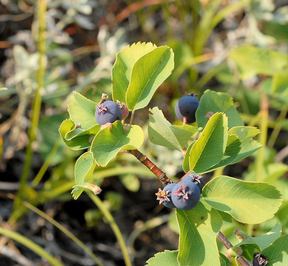 Western Serviceberry Berry