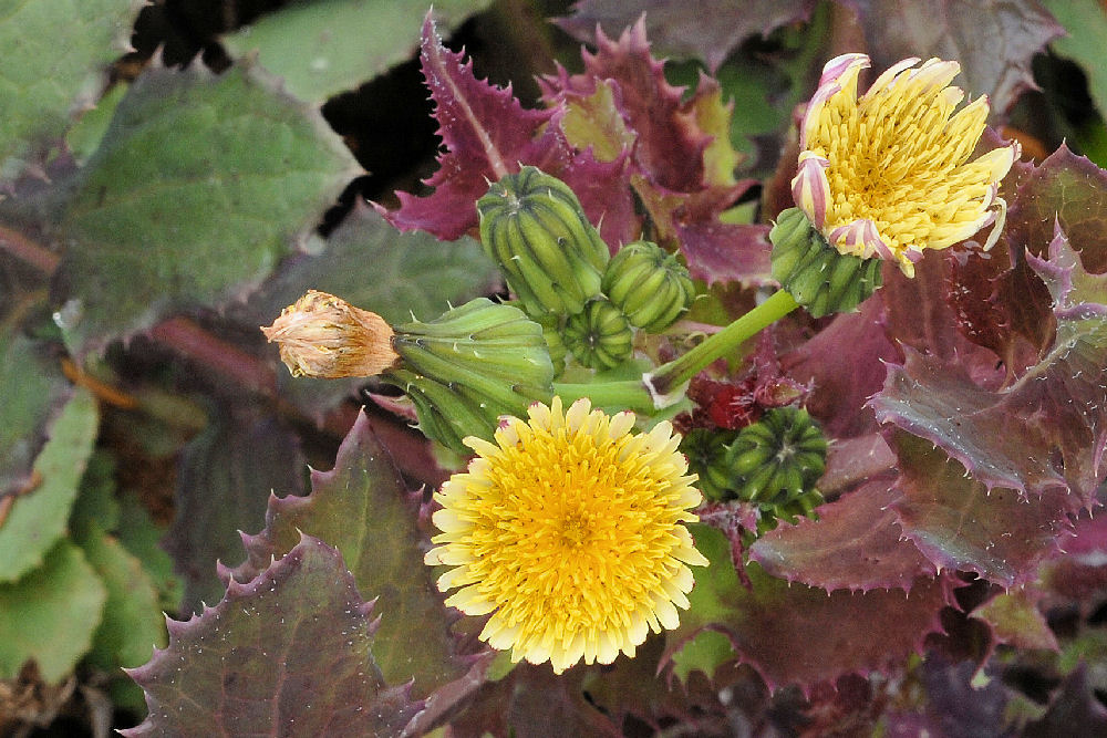 Common Sow Thistle