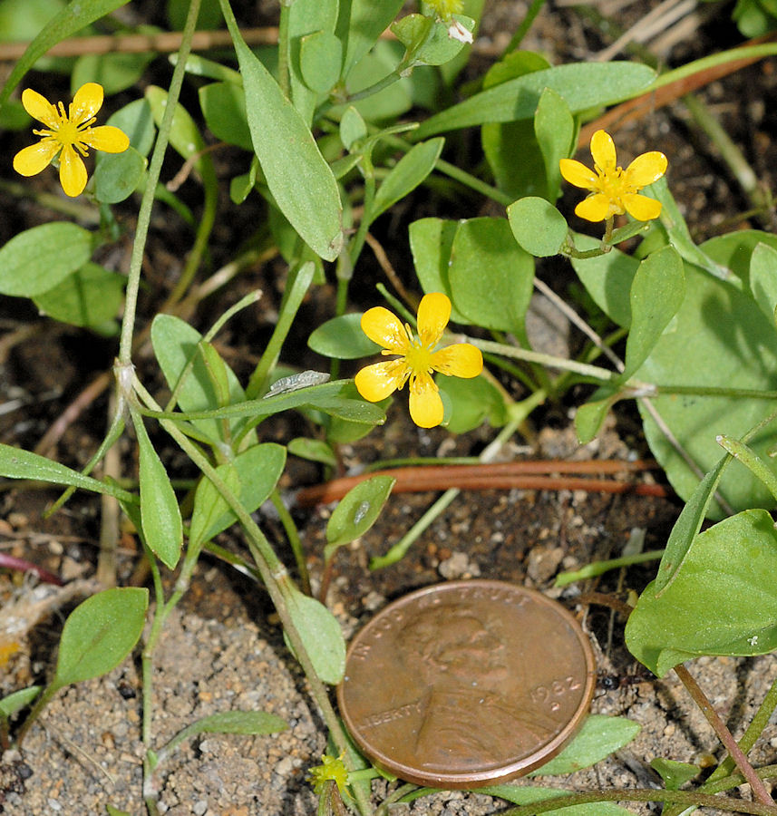 Creeping Spearwort