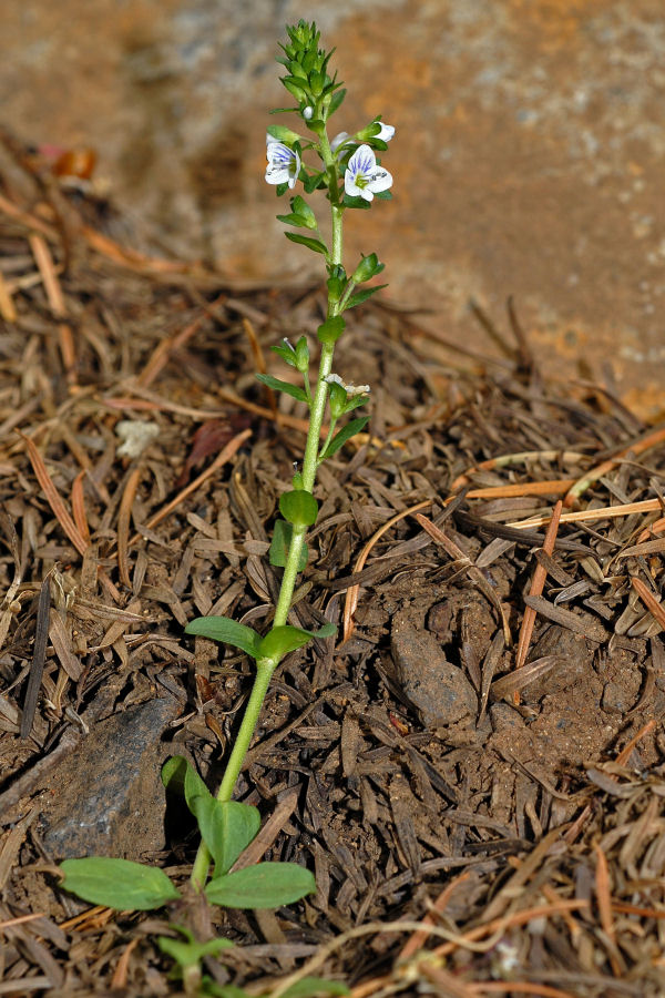  Thyme-Leaved Speedwell