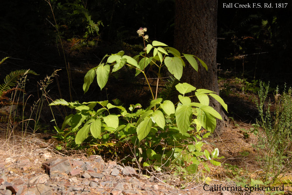 California Spikenard - Wildflowers Found in Oregon