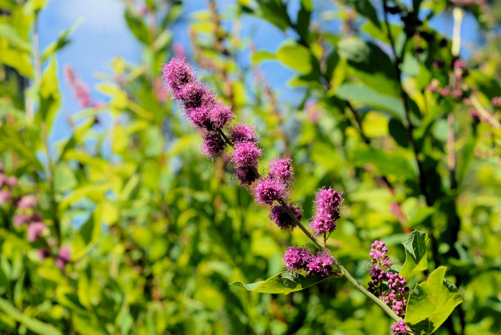 Douglas' Spiraea - Wildflowers Found in Oregon