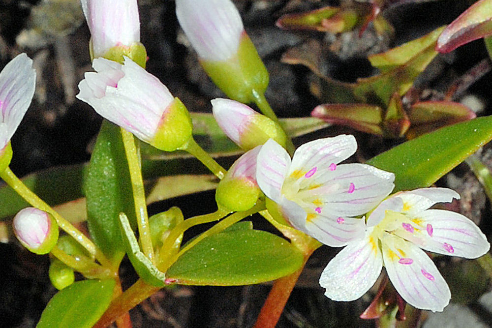  Alpine Spring Beauty 