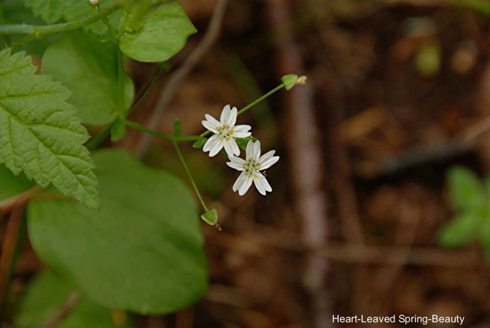 Heart Leaved Spring Beauty-