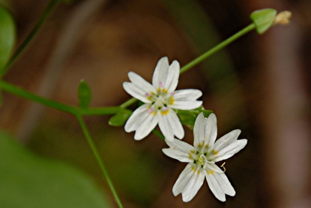 Heart Leaved Spring Beauty