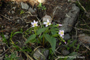 Spring Beauty, Western