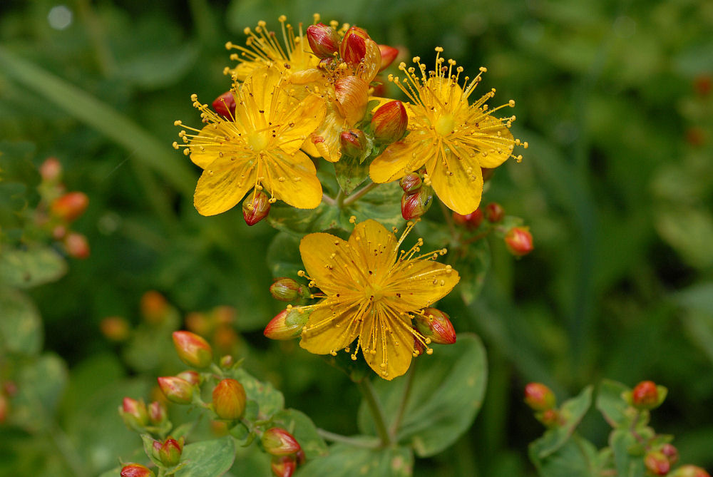 Western St. John's Wort 