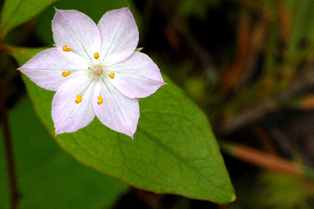 Pacific Star Flower