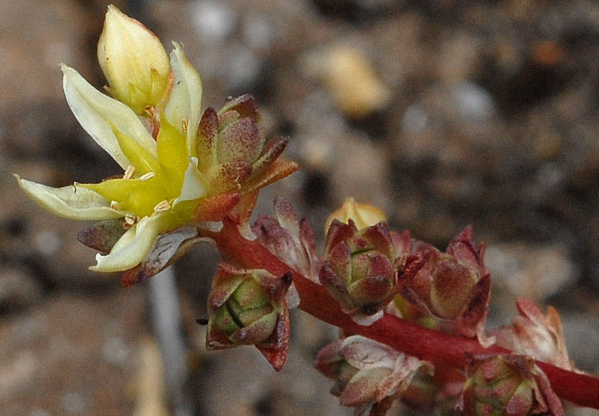  Wormleaf Stonecrop