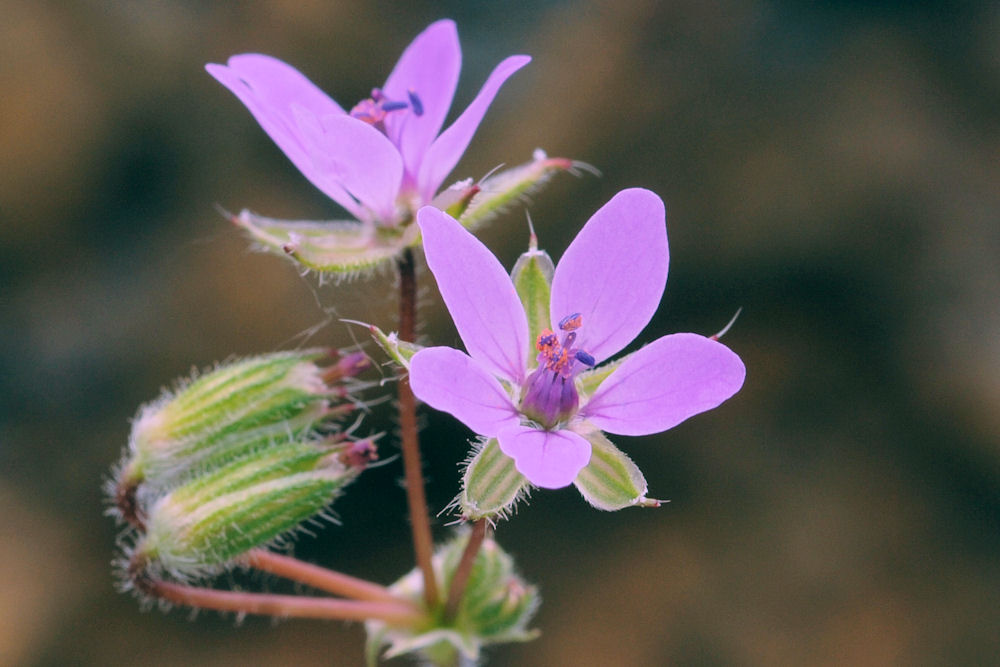  Redstem Storksbill