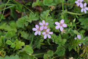 Storksbill, Redstem