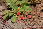 Strawberry, Mountain