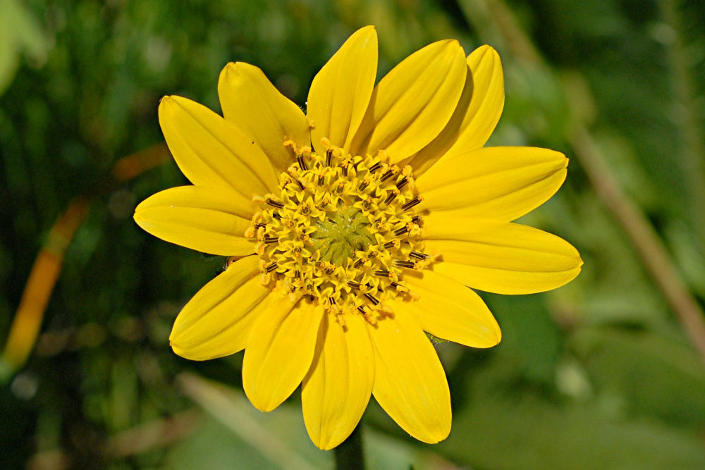 Common Sunflower