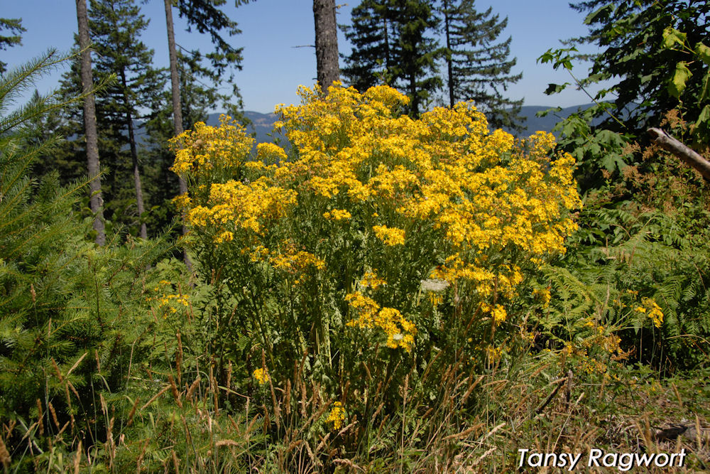 Tansy Ragwort 