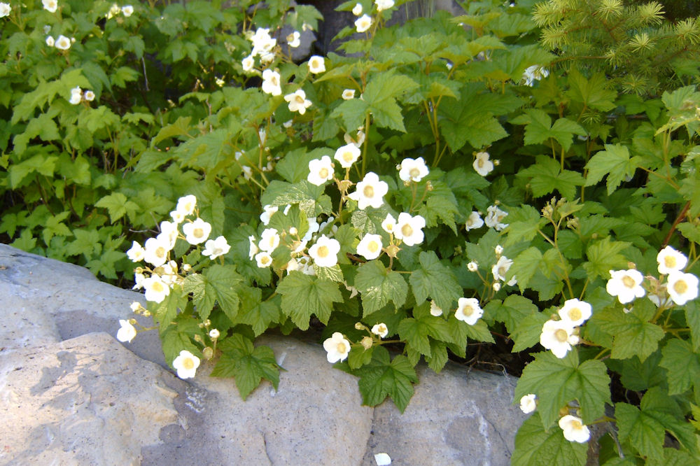 Thimbleberry 