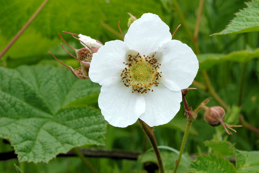 Thimbleberry 