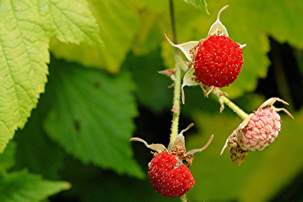 Thimbleberry 