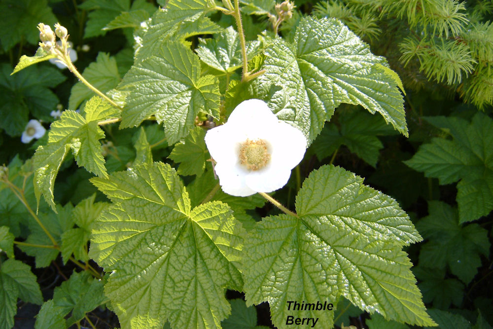 Thimbleberry 