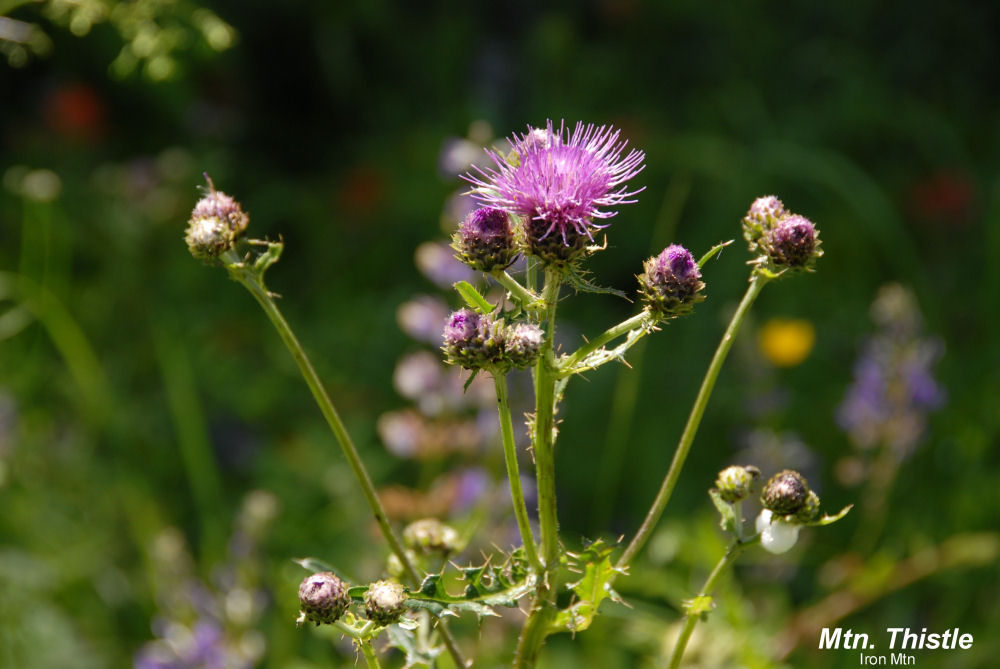  Canada Thistle